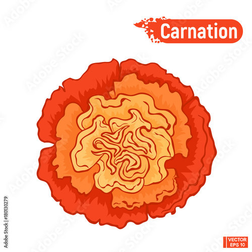Red carnation flower
