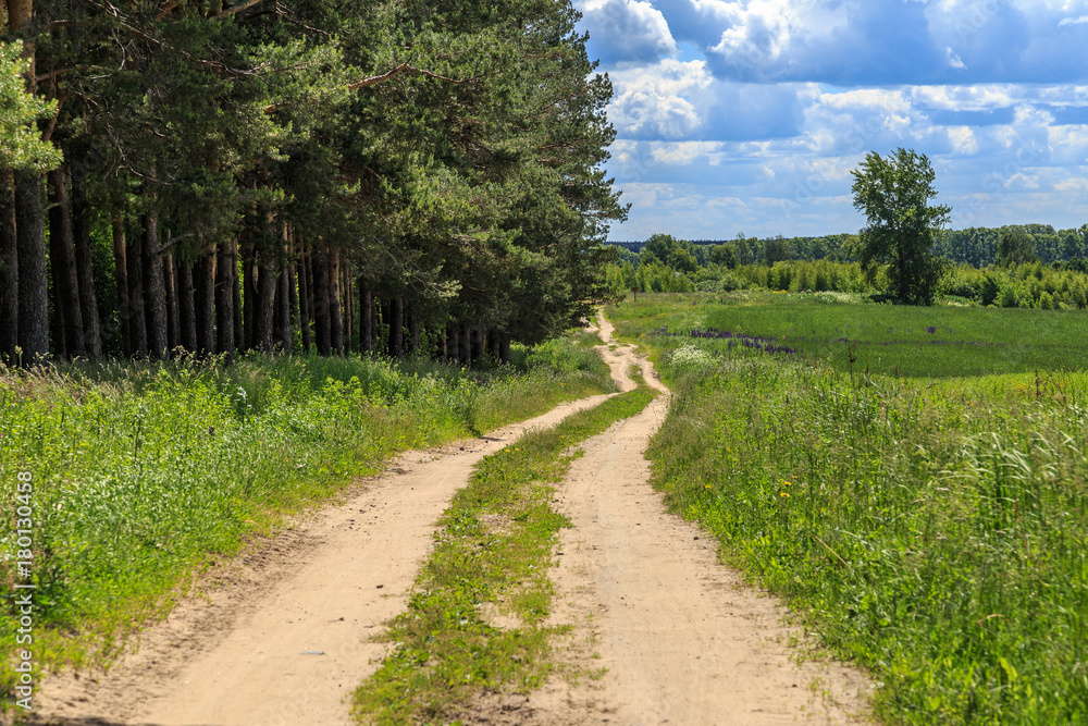 A country road along a pine forest along the edge of the field