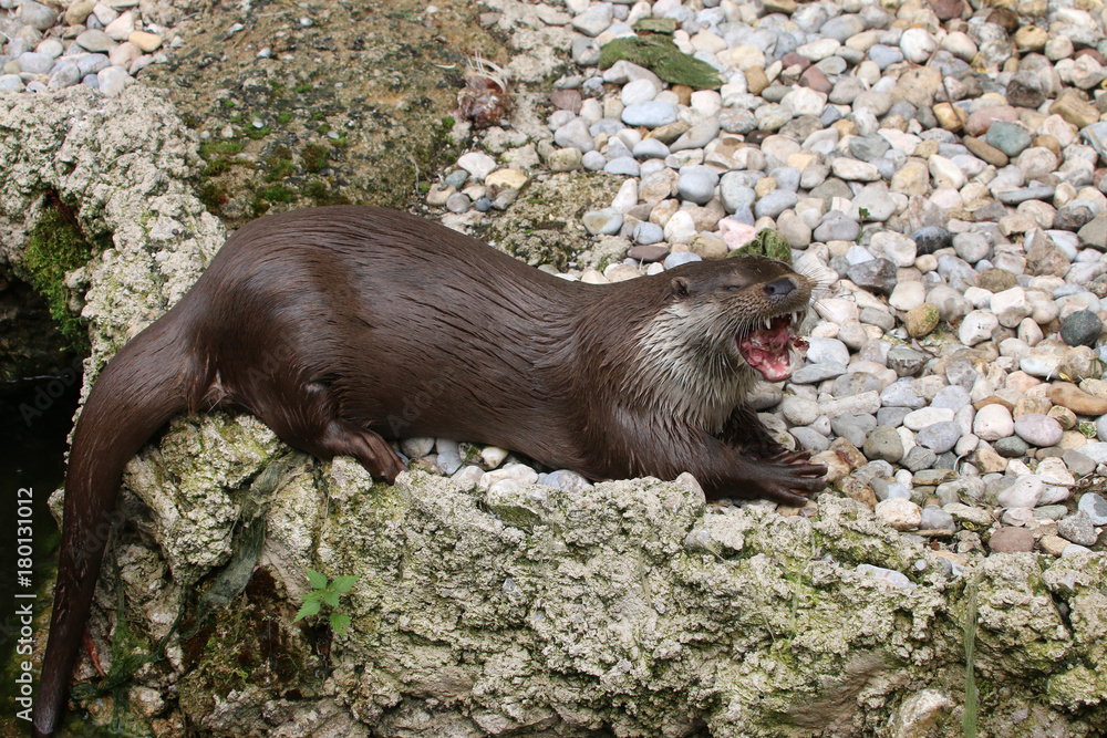 Europäischer Fischotter liegt auf Steinen und ruft, Lutra lutra Europäischer Fischotter liegt auf Steinen und ruft, Lutra lutra
