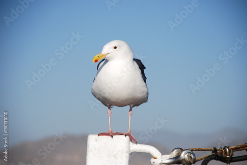 Seagull Resting on a Post