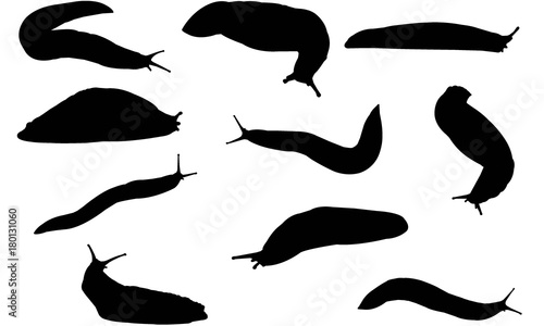 Sea Slug Silhouette Vector Graphics