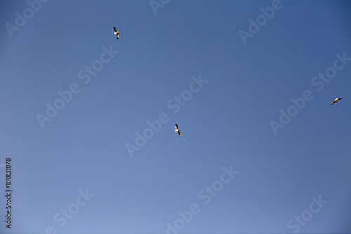 gulls on blue sky background