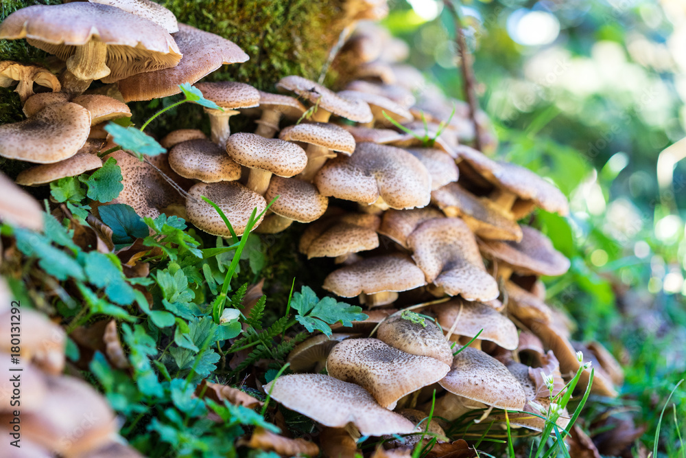 brown mushroom growing on tree trunk brown mushroom growing on tree trunk