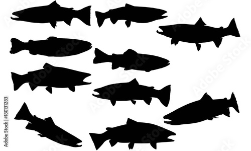 Fotografie, Obraz Steelhead trout Silhouette Vector Graphics