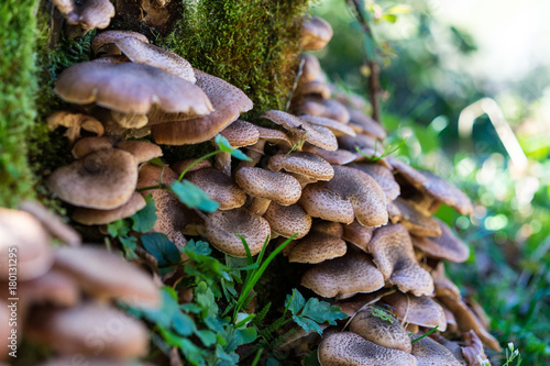 brown mushroom growing on tree trunk