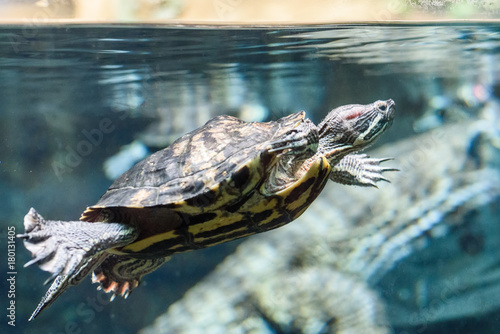 turtle in the aquarium in the zoo