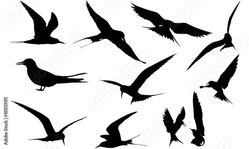 Tern Silhouette Vector Graphics