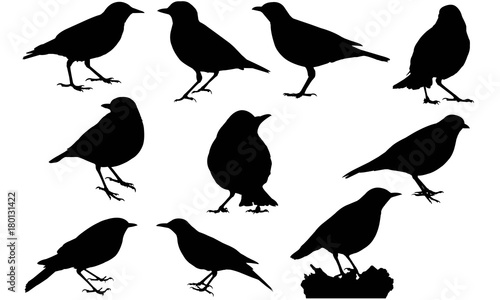 Thrush Silhouette Vector Graphics