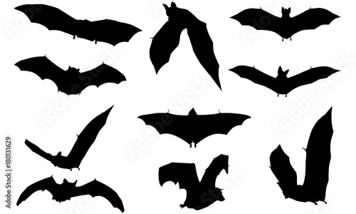 Vampire bat Silhouette Vector Graphics