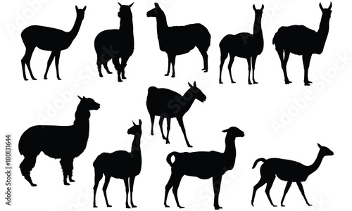 Vicuna Silhouette Vector Graphics