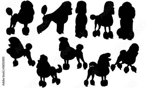 Poodle Dog Silhouette Vector Graphics