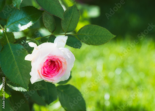 Flower of roses