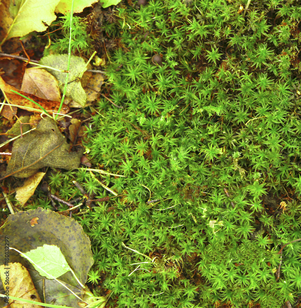 autumn backgrounds autumn backgrounds
