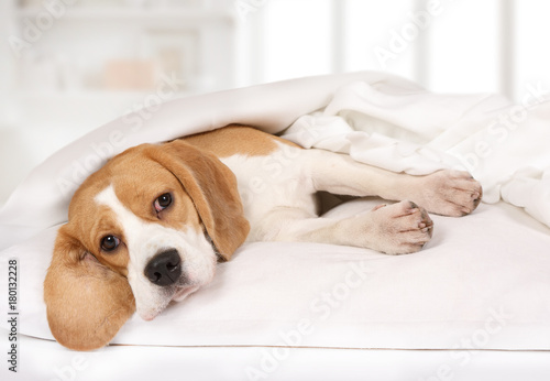 Purebred Beagle dog lying on the bed