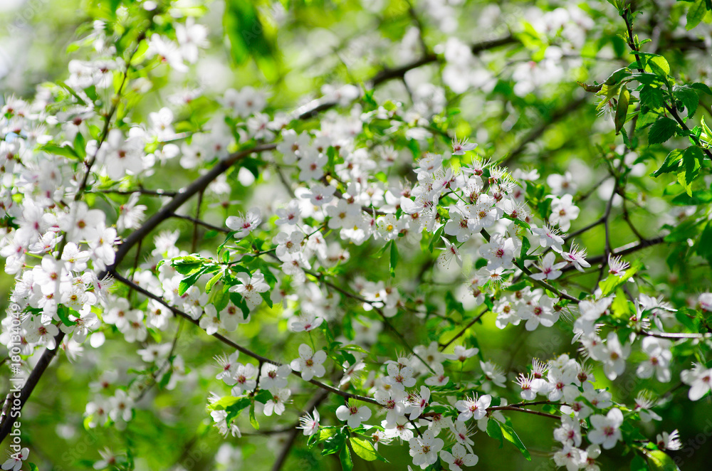 spring branch with white flowers spring branch with white flowers