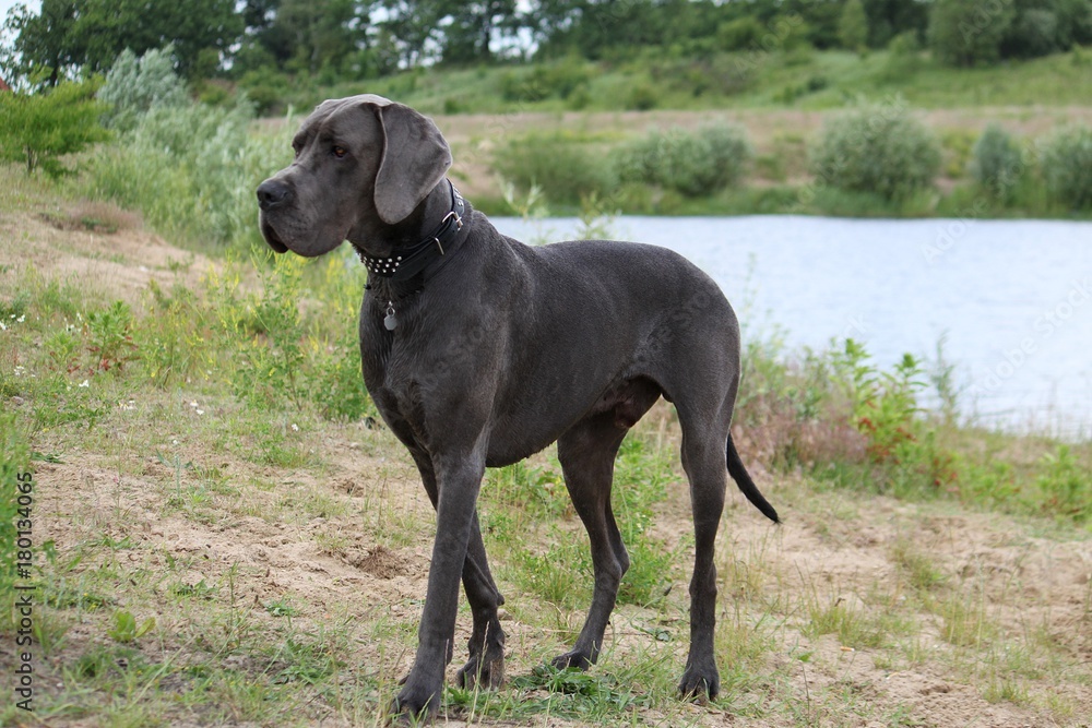 portrait einer blauen deutschen Dogge an einem See portrait einer blauen deutschen Dogge an einem See