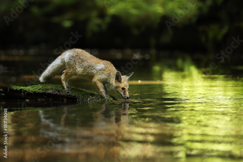 Young vixen of red fox stay on stone and drink - Vulpes vulpes