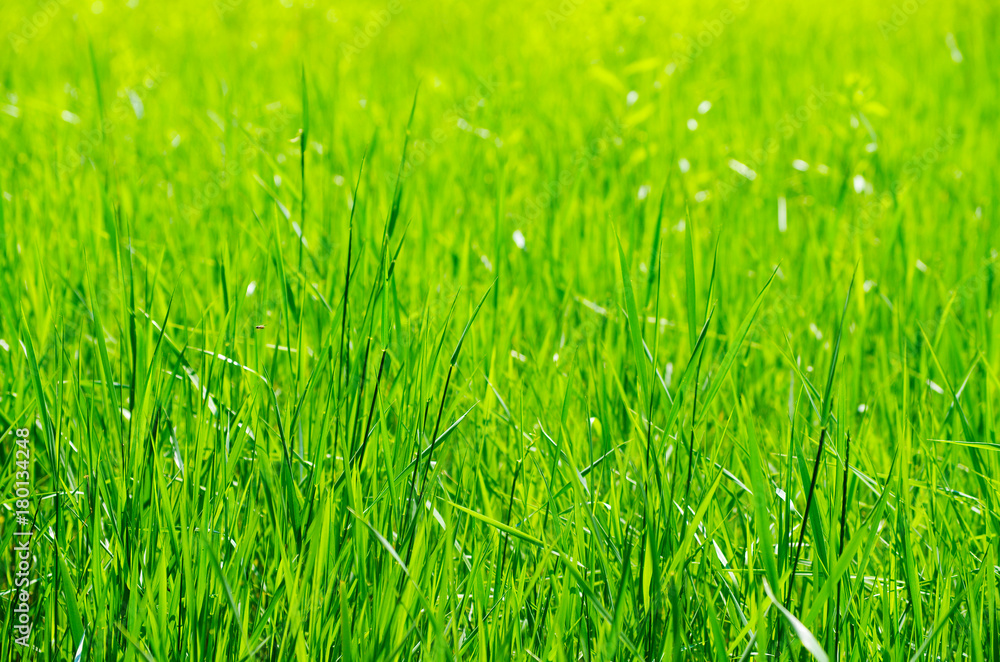 green grass background with selective focus green grass background with selective focus