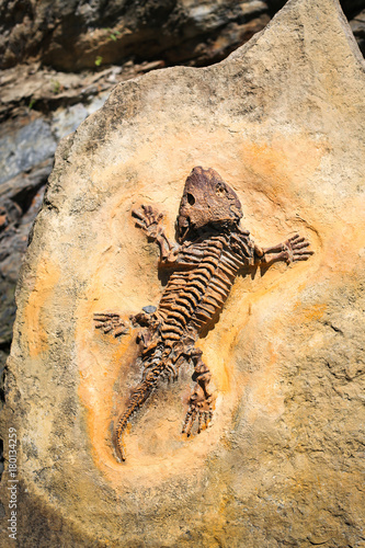 Ancient fossil imprint. Reptile skeleton on surface ground stone. Archeology and paleontology concept. Prehistoric extinct animal dinosaur.
