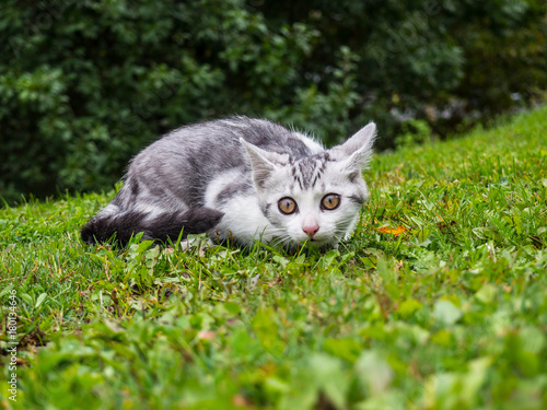 Frightened little cat