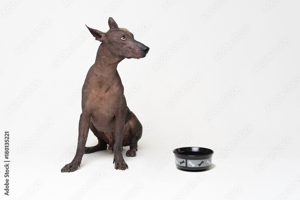 hungry Dog with a bowl.  xoloitzcuintli, Mexican Hairless Dog, waiting and looks up to have his bowl filled food on white background
