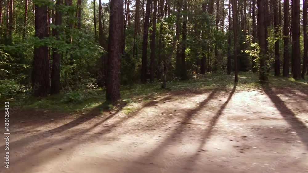 Walking on a path through beautiful green forest deciduous trees Walking on a path through beautiful green forest deciduous trees
