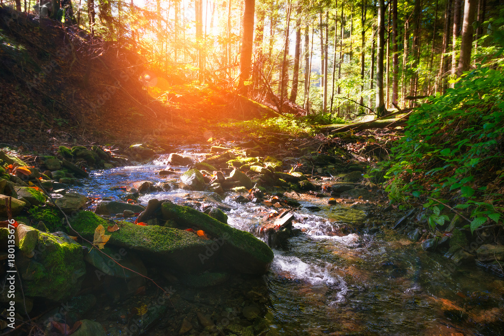 Fototapeta premium Mountain River in the wood