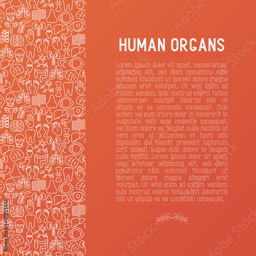 Human internal organs concept with thin line icons. Vector illustration for banner, web page, print media.