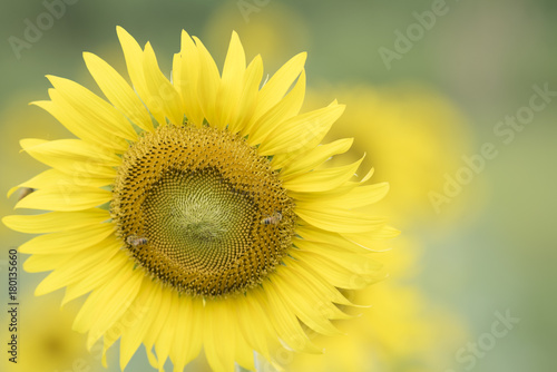 Closeup nature view of flower on blurred background