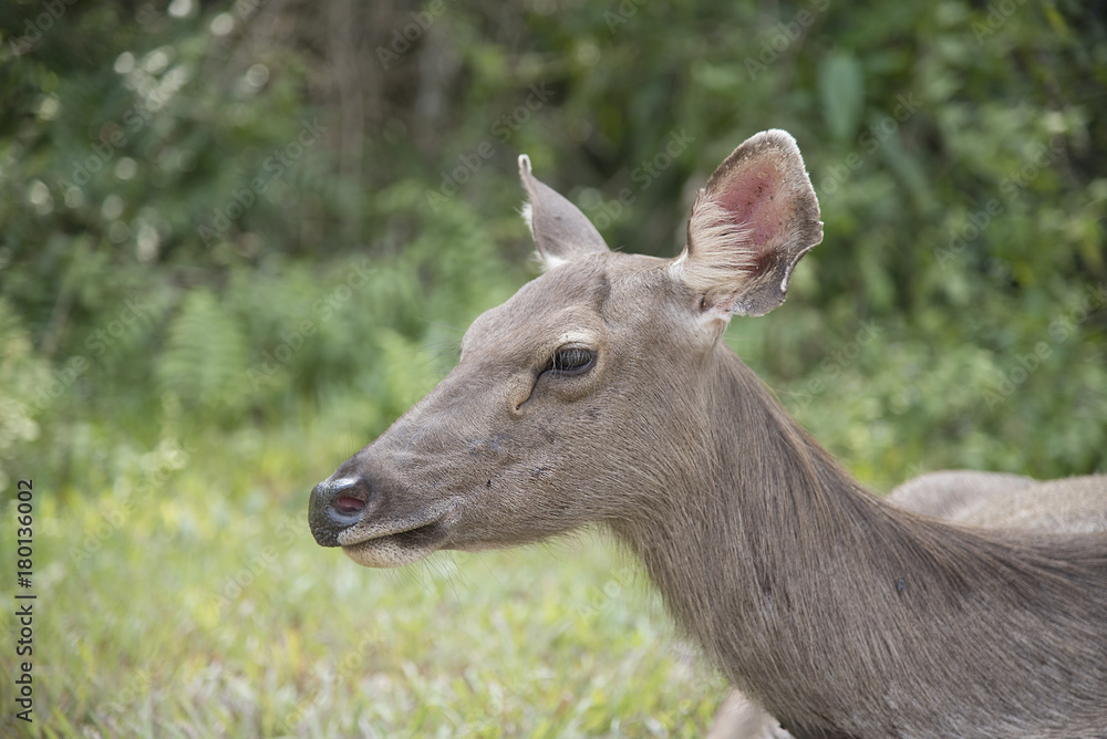 head of brow-antlered deer head of brow-antlered deer