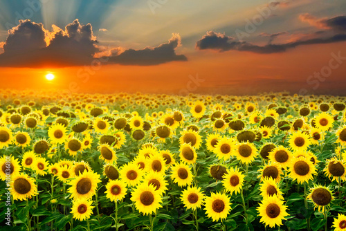 Fototapeta Naklejka Na Ścianę i Meble -  field of blooming sunflowers on a background sunset