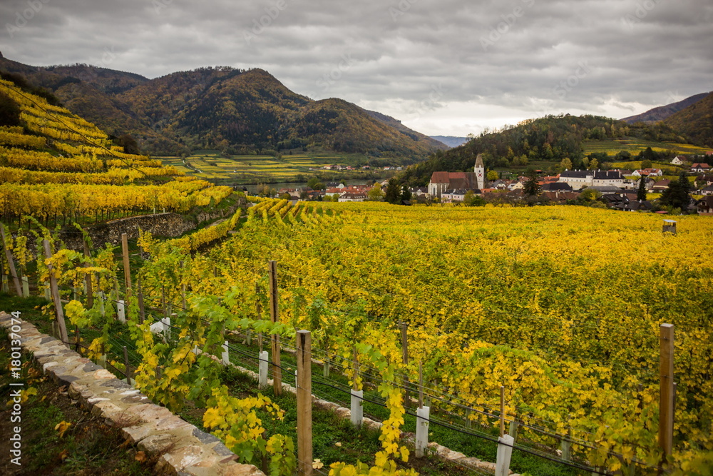 Colorful autumn Vineyard in Wachau valley in Austria