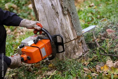 Wallpaper Mural Cutting tree with chainsaw Torontodigital.ca