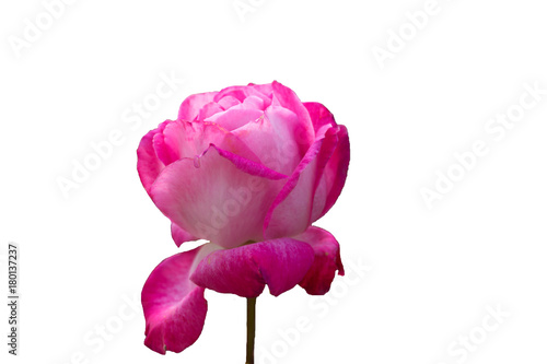 Bud of pink white rose isolated on white background
