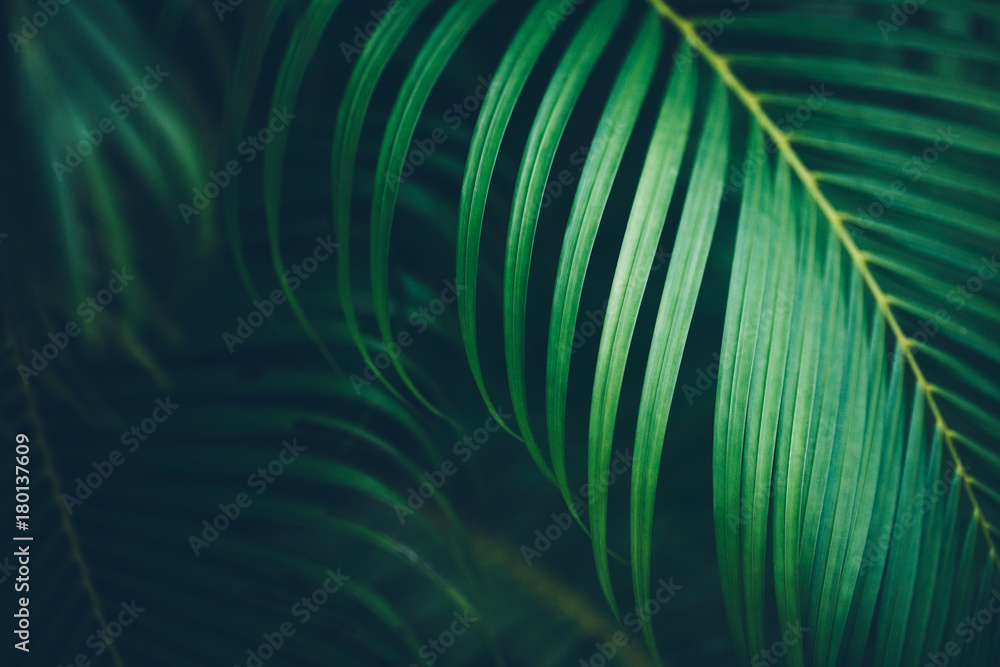 Fototapeta premium Tło liści palmowych.