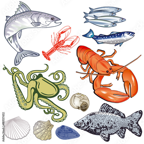 Fische, Muscheln illustration