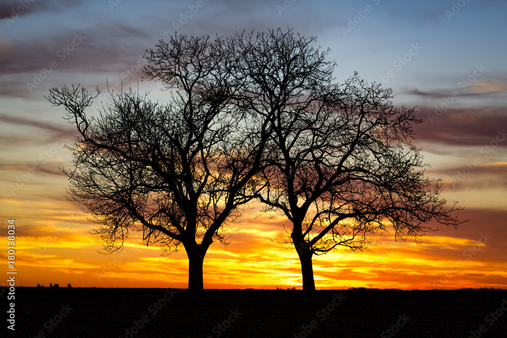 Silhouette de deux arbres au coucher de soleil Silhouette de deux arbres au coucher de soleil