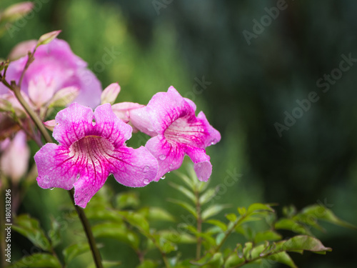 The Pink Trumpet Vine Flower Blooming