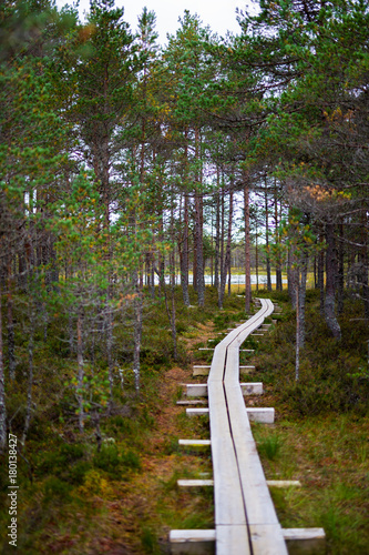 wooden boardwalk through beautiful forest and swamp