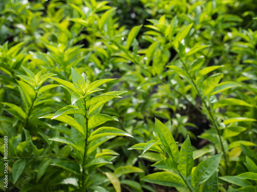 Night Jasmine in The Field