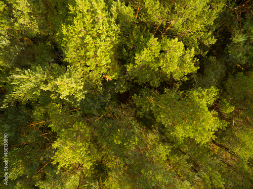 Aerial view: Forest in autumn