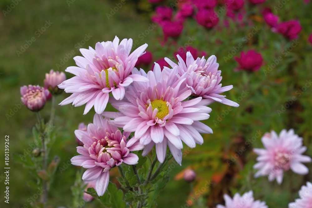 Chrysanthemums - The last flowers of autumn Chrysanthemums - The last flowers of autumn