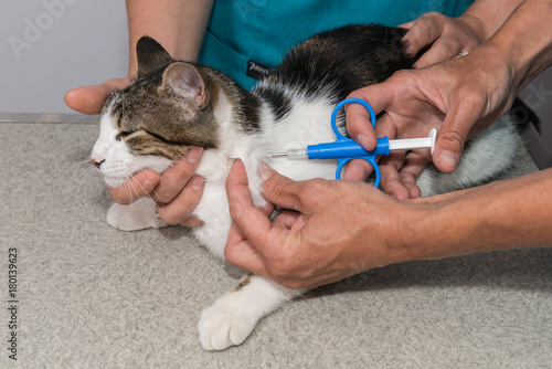 Fototapeta Naklejka Na Ścianę i Meble -  identification par puce électronique est obligatoire pour les animaux domestiques, la puce s'implante a gauche sous sédation.