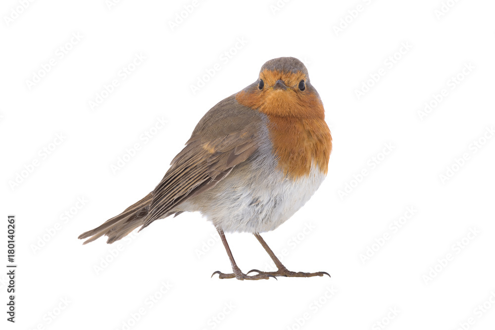 European robin (Erithacus rubecula) European robin (Erithacus rubecula)