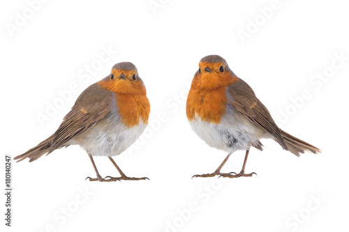 Two European robin (Erithacus rubecula) © fotomaster