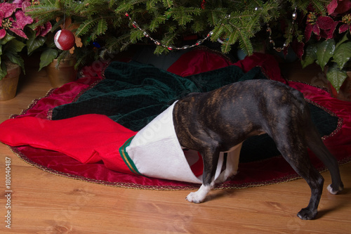 Poopsie Christmas Head in Stocking photo