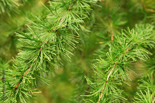 Natural green background of pine branches covered with small green needles. Blurred background for screen saver or greeting card with copy space