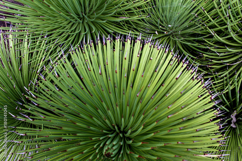 Fototapeta premium Cactus - succulent shot from top - round radiating outwards - green background