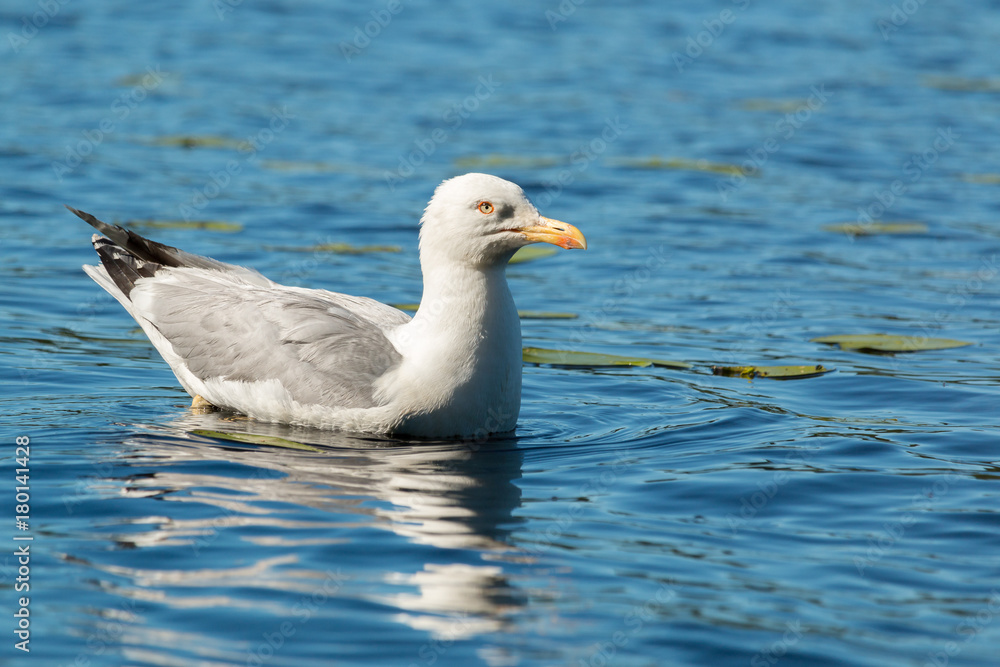 European herring gull floatin on water