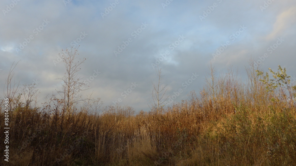 Landscape with shrubs and trees with cloudy sky, sun and clouds Landscape with shrubs and trees with cloudy sky, sun and clouds